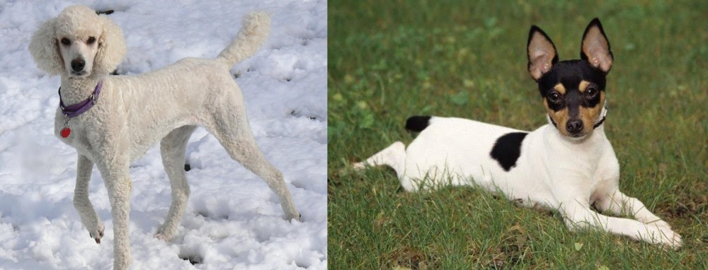 Toy Fox Terrier vs Poodle - Breed Comparison