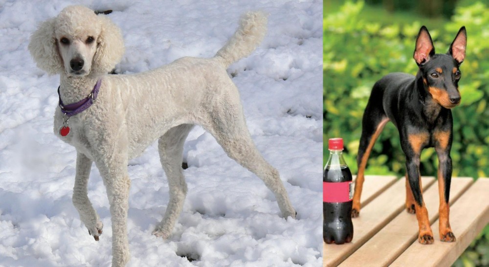 Toy Manchester Terrier vs Poodle - Breed Comparison