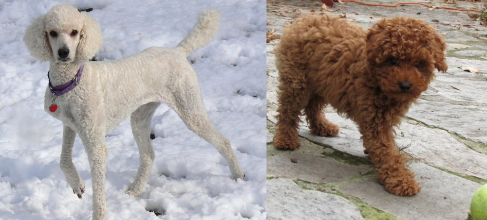 Toy Poodle vs Poodle - Breed Comparison