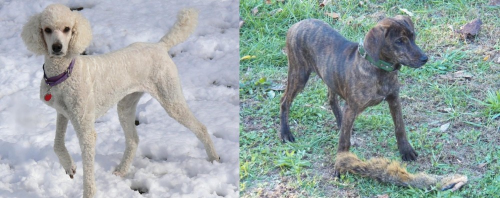 Treeing Cur vs Poodle - Breed Comparison