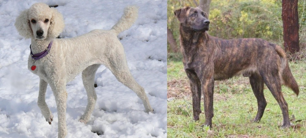 Treeing Tennessee Brindle vs Poodle - Breed Comparison
