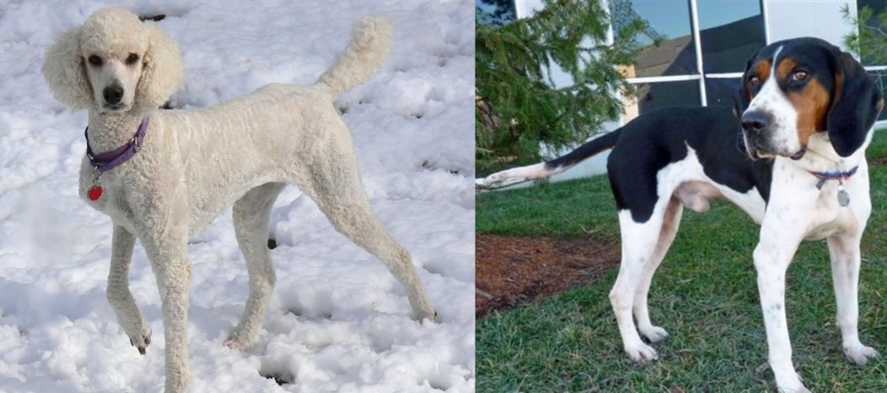 Treeing Walker Coonhound vs Poodle - Breed Comparison