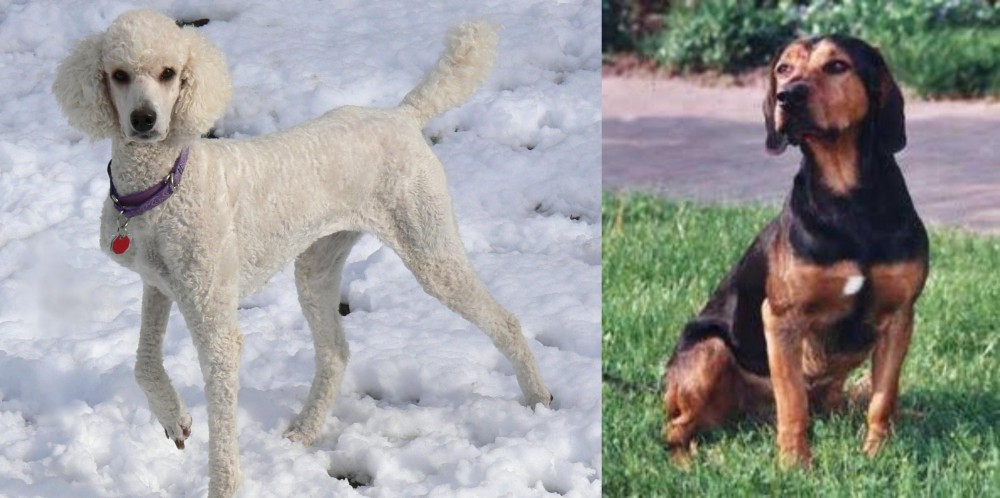 Tyrolean Hound vs Poodle - Breed Comparison