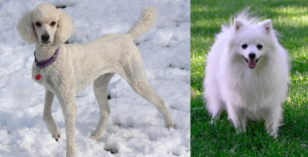 Volpino Italiano vs Poodle - Breed Comparison