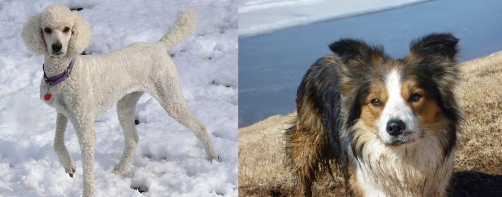 Welsh Sheepdog vs Poodle - Breed Comparison