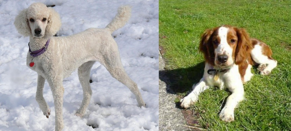 Welsh Springer Spaniel vs Poodle - Breed Comparison