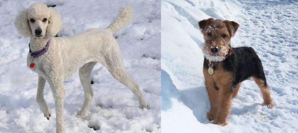 Welsh Terrier vs Poodle - Breed Comparison