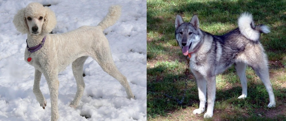 West Siberian Laika vs Poodle - Breed Comparison