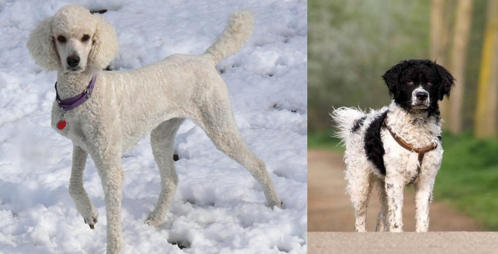 Wetterhoun vs Poodle - Breed Comparison