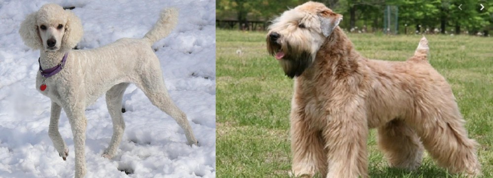 Wheaten Terrier vs Poodle - Breed Comparison