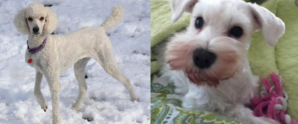 White Schnauzer vs Poodle - Breed Comparison