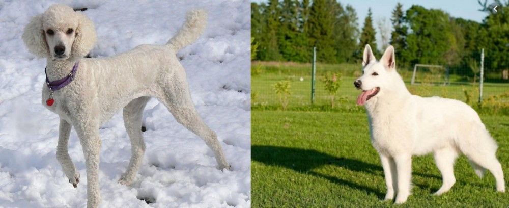 White Shepherd vs Poodle - Breed Comparison