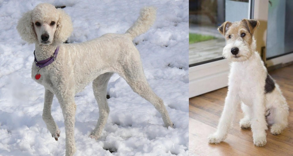 Wire Fox Terrier vs Poodle - Breed Comparison