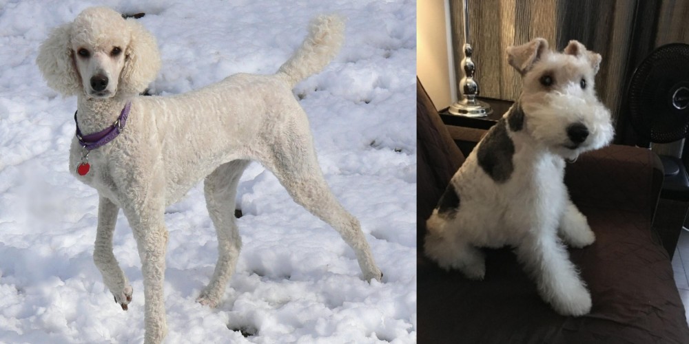 Wire Haired Fox Terrier vs Poodle - Breed Comparison
