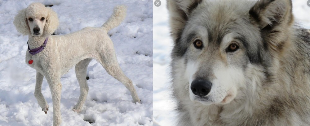 Wolfdog vs Poodle - Breed Comparison