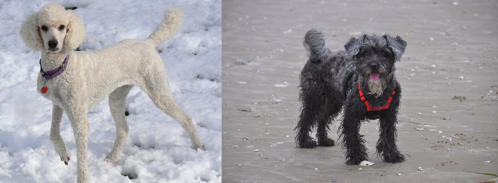 YorkiePoo vs Poodle - Breed Comparison