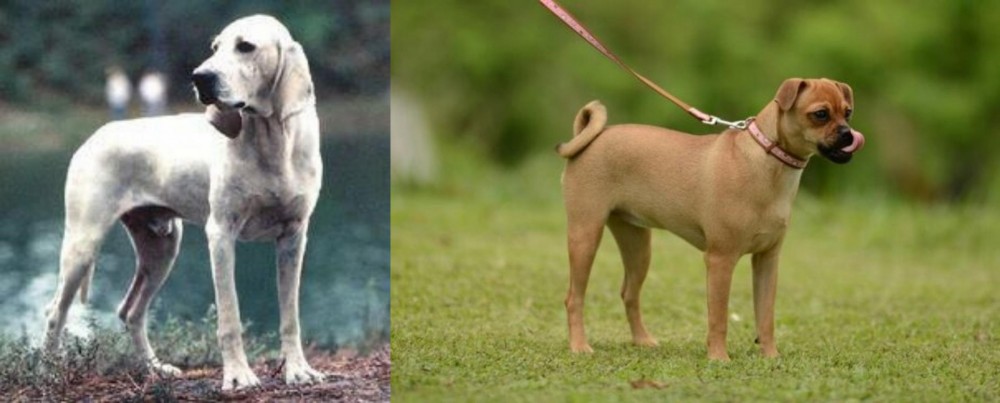 Muggin vs Porcelaine - Breed Comparison