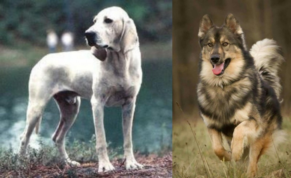 Native American Indian Dog vs Porcelaine - Breed Comparison