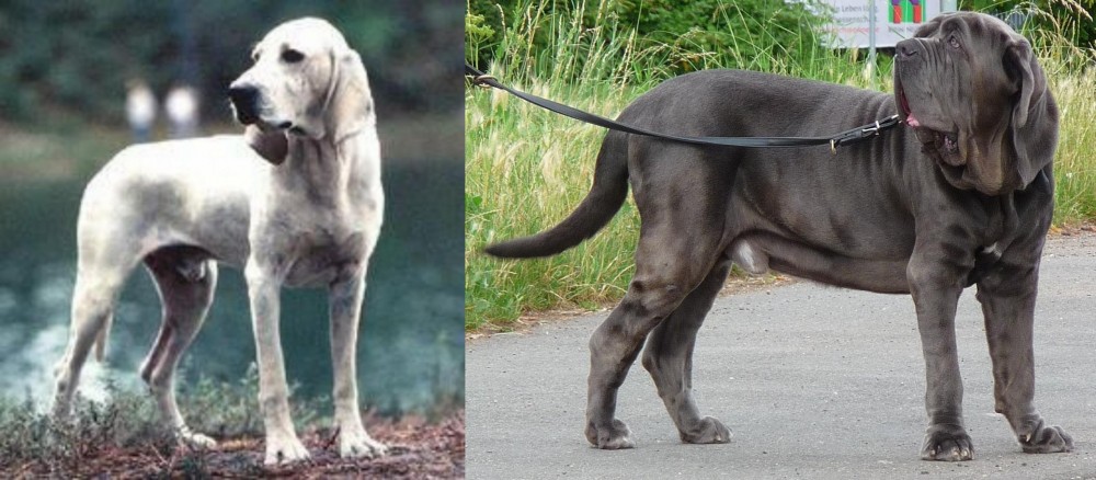 Neapolitan Mastiff vs Porcelaine - Breed Comparison