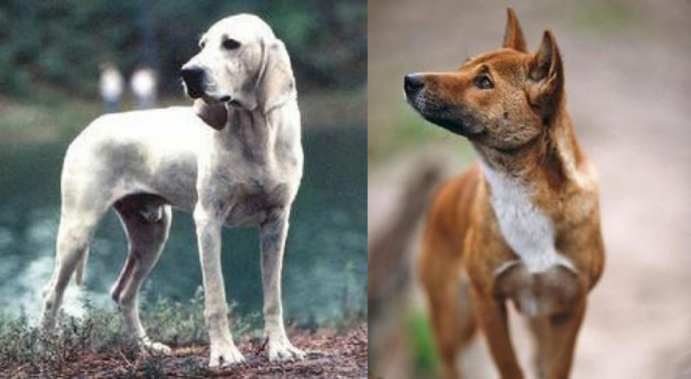 New Guinea Singing Dog vs Porcelaine - Breed Comparison