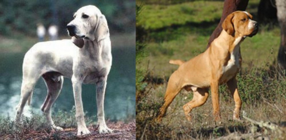 Portuguese Pointer vs Porcelaine - Breed Comparison