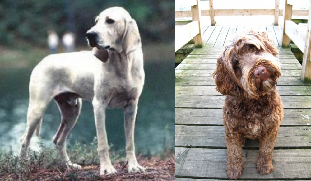 Portuguese Water Dog vs Porcelaine - Breed Comparison