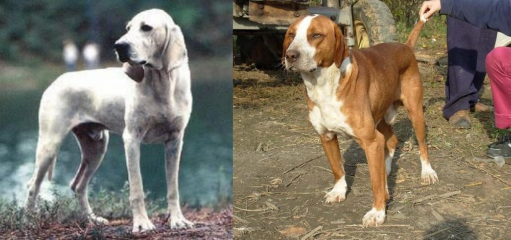 Posavac Hound vs Porcelaine - Breed Comparison