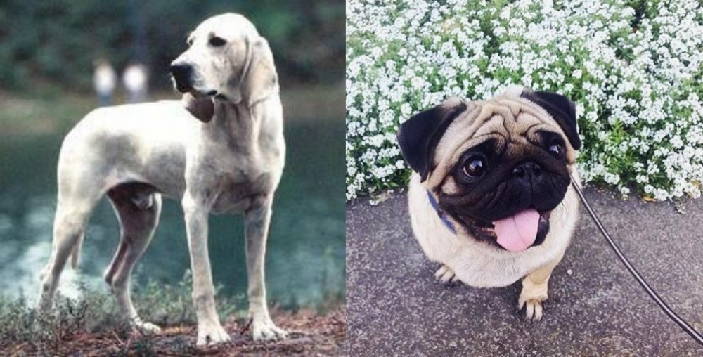Pug vs Porcelaine - Breed Comparison