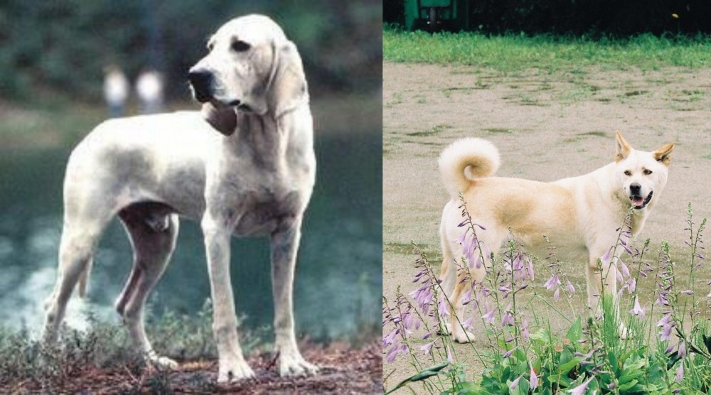Pungsan Dog vs Porcelaine - Breed Comparison