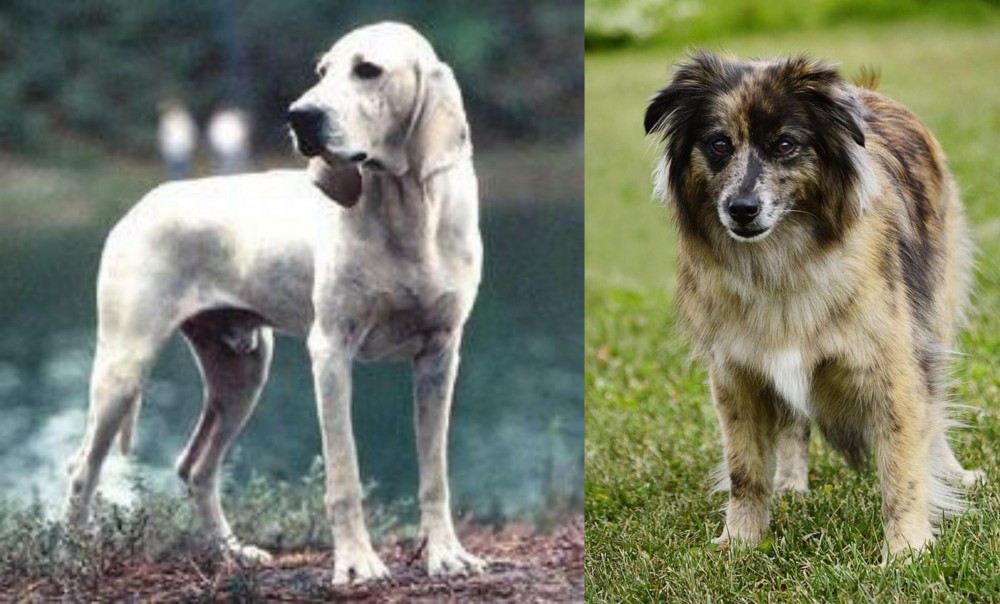 Pyrenean Shepherd vs Porcelaine - Breed Comparison