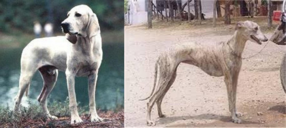 Rampur Greyhound vs Porcelaine - Breed Comparison
