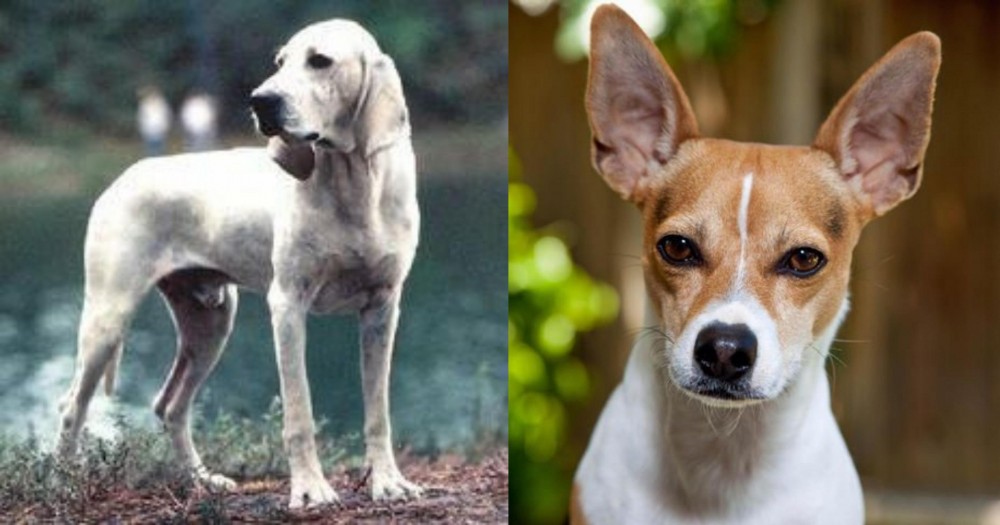 Rat Terrier vs Porcelaine - Breed Comparison