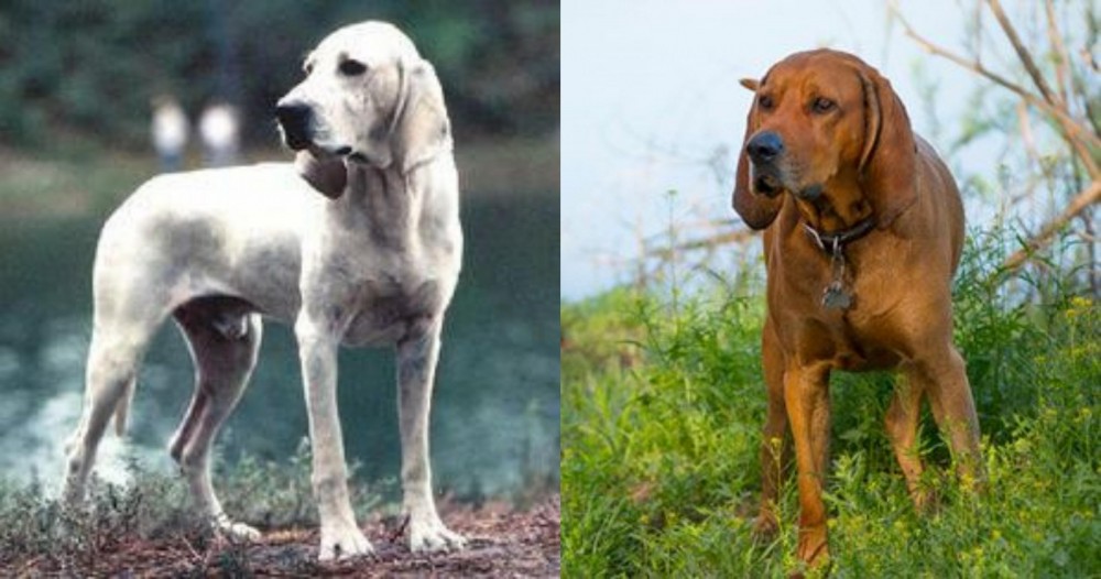 Redbone Coonhound vs Porcelaine - Breed Comparison