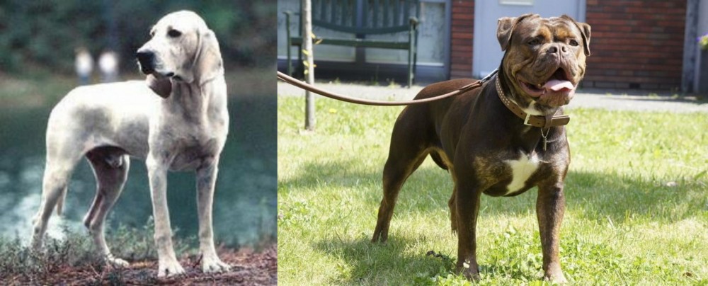 Renascence Bulldogge vs Porcelaine - Breed Comparison