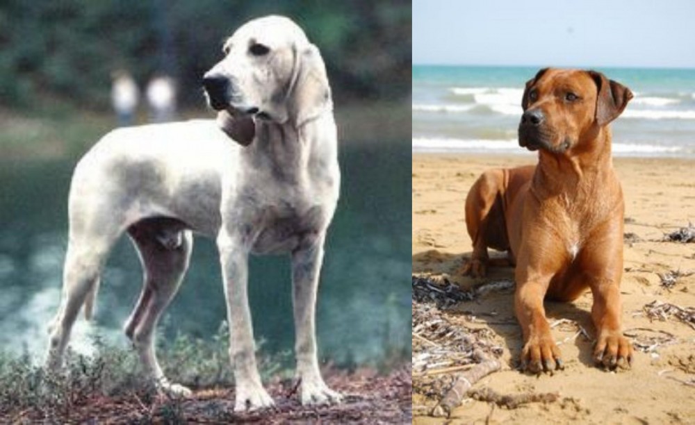 Rhodesian Ridgeback vs Porcelaine - Breed Comparison