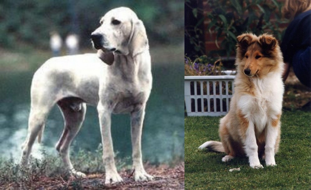 Rough Collie vs Porcelaine - Breed Comparison