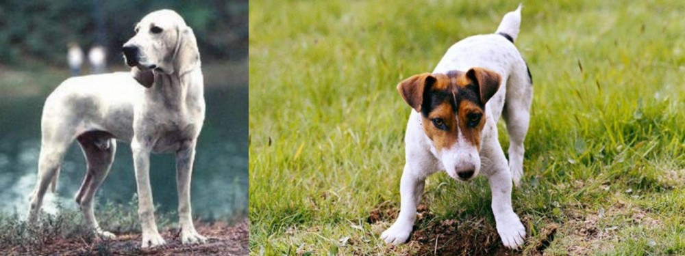Russell Terrier vs Porcelaine - Breed Comparison