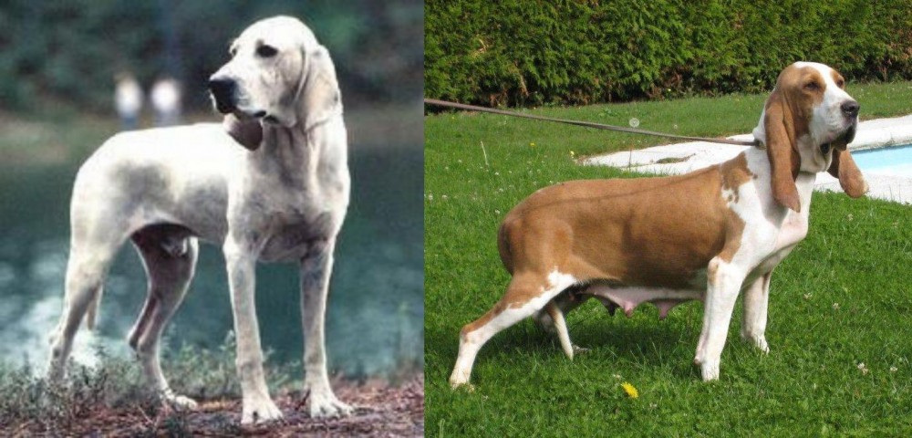 Sabueso Espanol vs Porcelaine - Breed Comparison