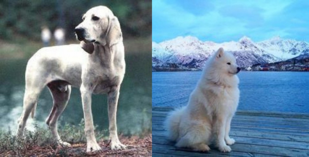 Samoyed vs Porcelaine - Breed Comparison