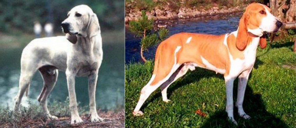 Schweizer Laufhund vs Porcelaine - Breed Comparison