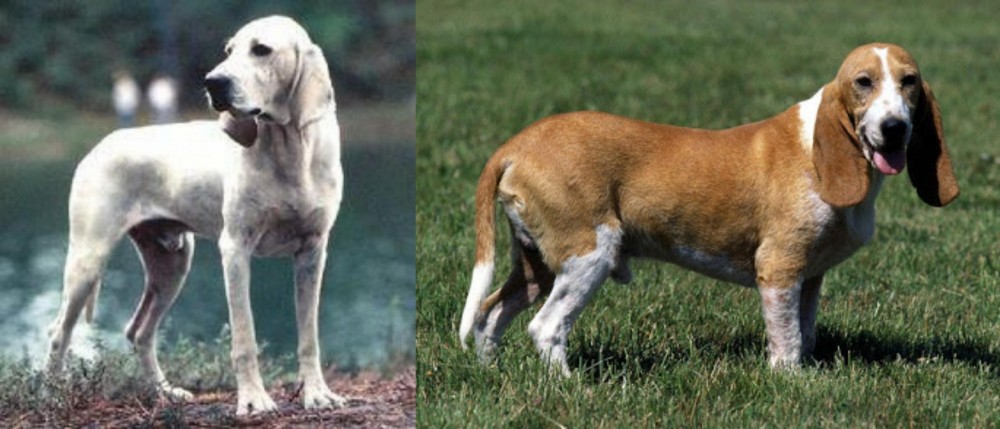 Schweizer Niederlaufhund vs Porcelaine - Breed Comparison
