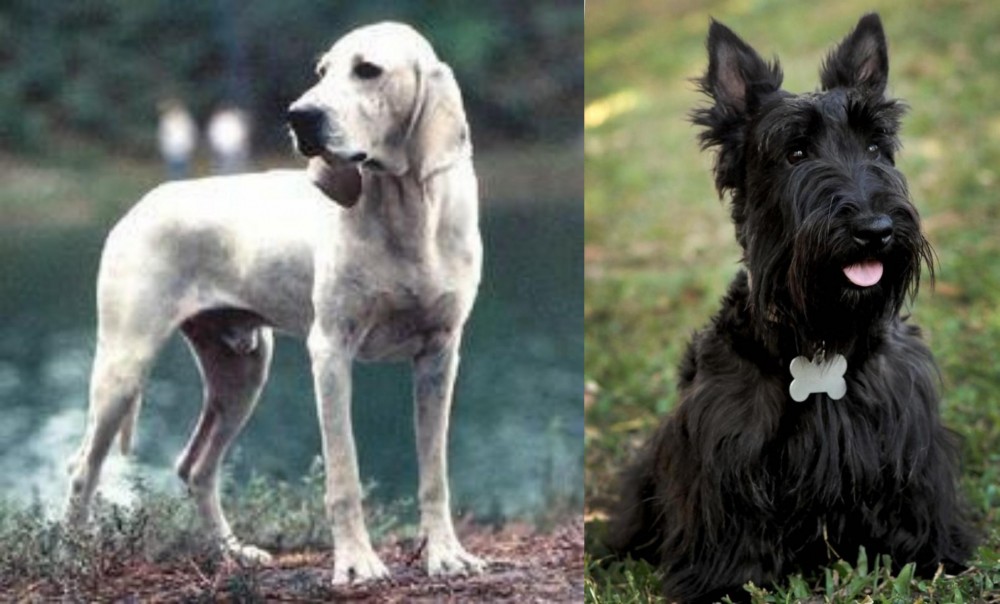 Scoland Terrier vs Porcelaine - Breed Comparison