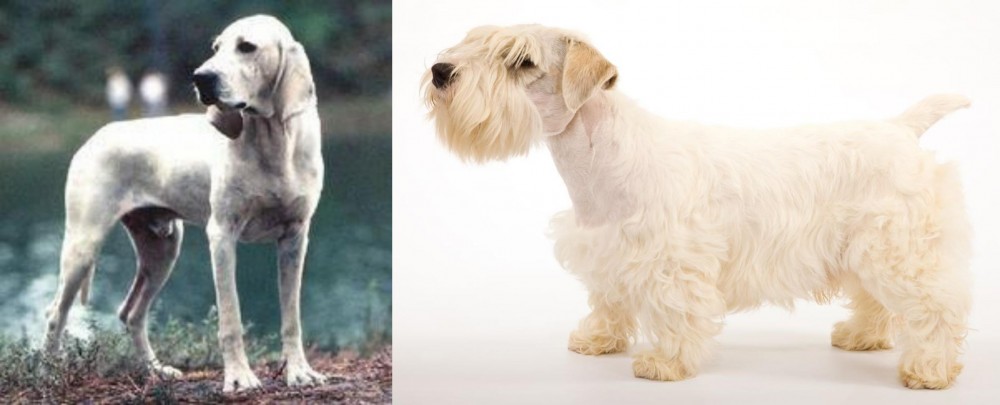 Sealyham Terrier vs Porcelaine - Breed Comparison