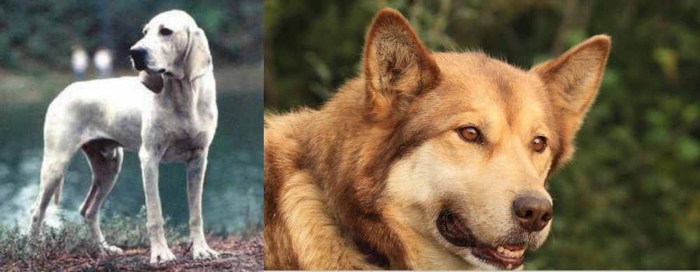 Seppala Siberian Sleddog vs Porcelaine - Breed Comparison