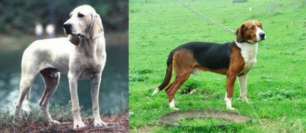 Serbian Tricolour Hound vs Porcelaine - Breed Comparison