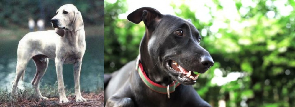 Shepard Labrador vs Porcelaine - Breed Comparison