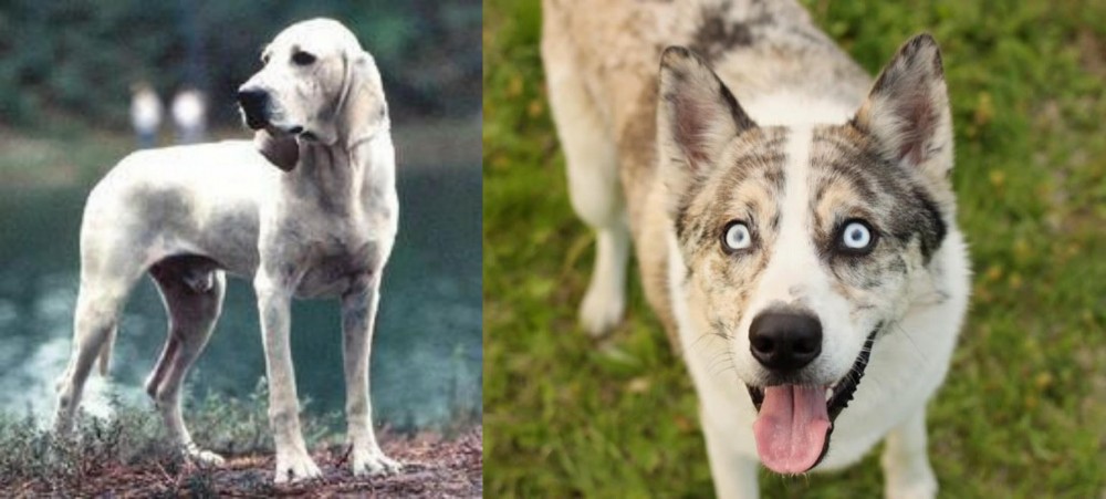 Shepherd Husky vs Porcelaine - Breed Comparison