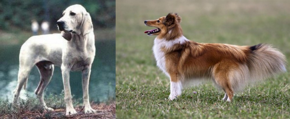 Shetland Sheepdog vs Porcelaine - Breed Comparison