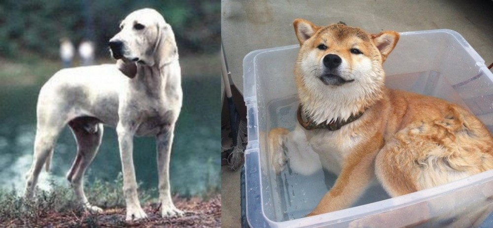 Shiba Inu vs Porcelaine - Breed Comparison