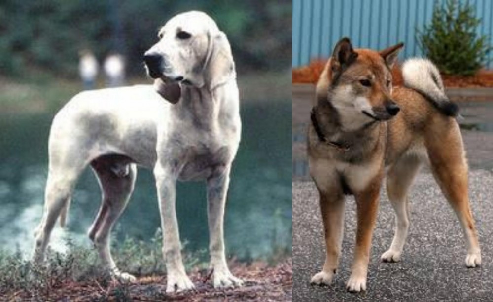 Shikoku vs Porcelaine - Breed Comparison